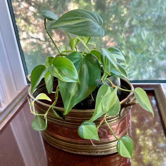 Vintage Brass & Copper Oval Jardiniere Planter with Handles - Picture 5 of 16